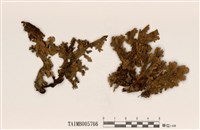 藏品(銀白假杯點衣)的圖片